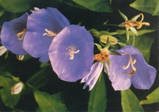 Postcard Carpathian bellflower (Campanula carpatica)